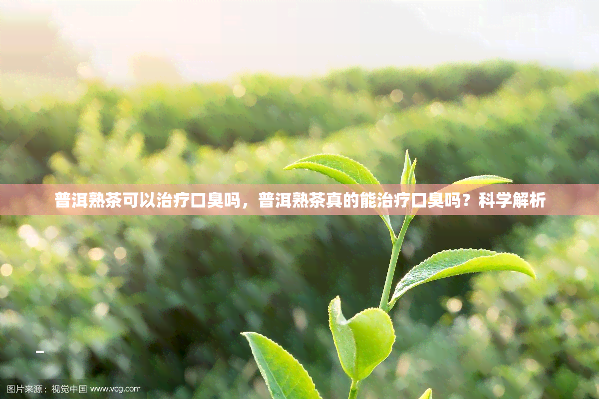 普洱熟茶可以治疗口臭吗，普洱熟茶真的能治疗口臭吗？科学解析