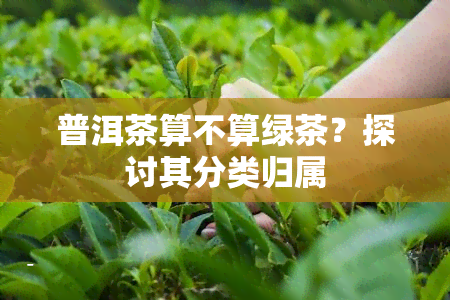 普洱茶算不算绿茶？探讨其分类归属