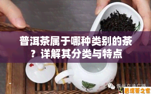 普洱茶属于哪种类别的茶？详解其分类与特点