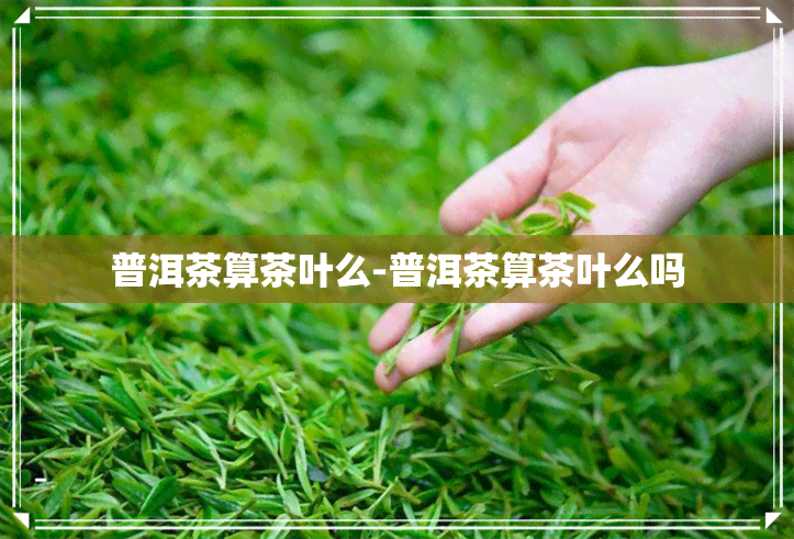 普洱茶算茶叶么-普洱茶算茶叶么吗