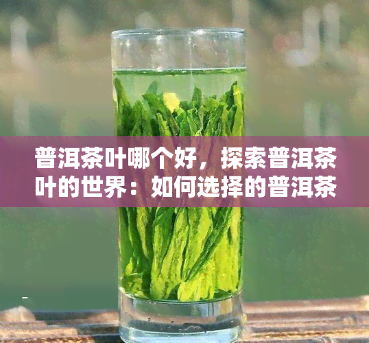 普洱茶叶哪个好，探索普洱茶叶的世界：如何选择的普洱茶？