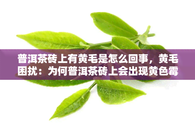 普洱茶砖上有黄毛是怎么回事，黄毛困扰：为何普洱茶砖上会出现黄色霉菌？