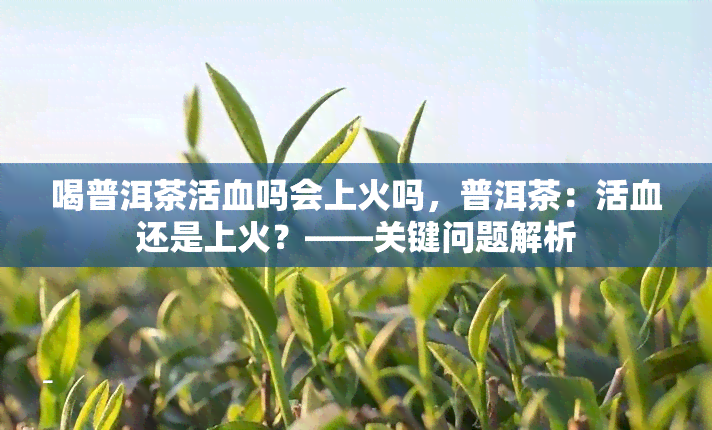 喝普洱茶活血吗会上火吗，普洱茶：活血还是上火？——关键问题解析