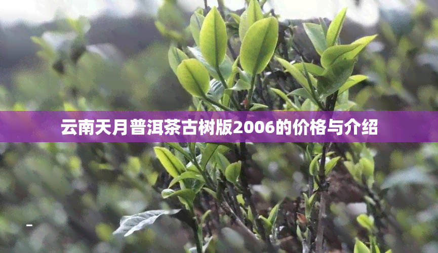 云南天月普洱茶古树版2006的价格与介绍