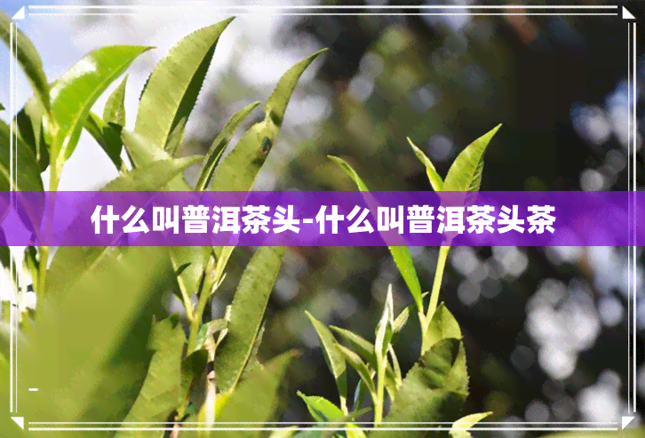 什么叫普洱茶头-什么叫普洱茶头茶