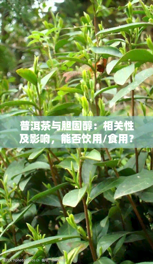 普洱茶与胆固醇：相关性及影响，能否饮用/食用？降低胆固醇效果如何？