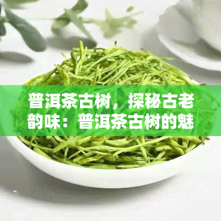 普洱茶古树，探秘古老韵味：普洱茶古树的魅力与独特性