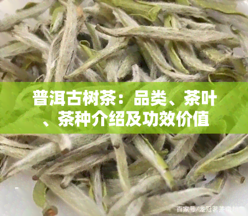 普洱古树茶：品类、茶叶、茶种介绍及功效价值