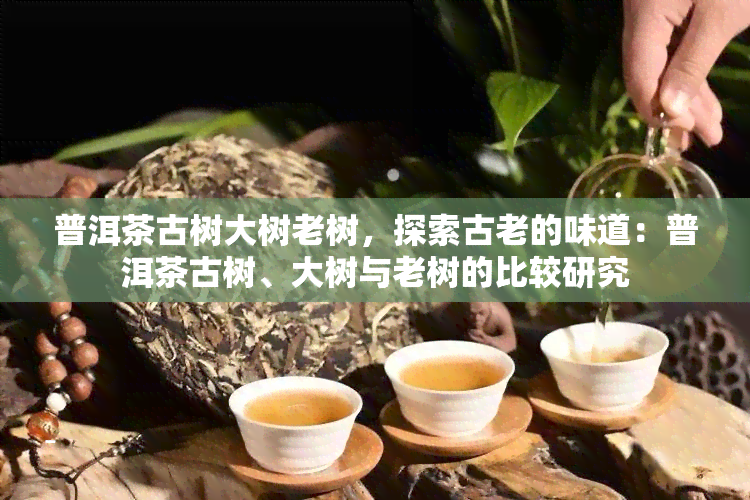 普洱茶古树大树老树，探索古老的味道：普洱茶古树、大树与老树的比较研究