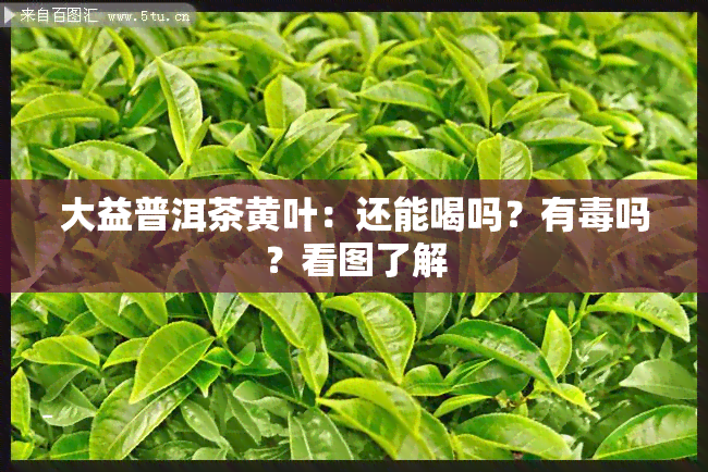 大益普洱茶黄叶：还能喝吗？有吗？看图了解