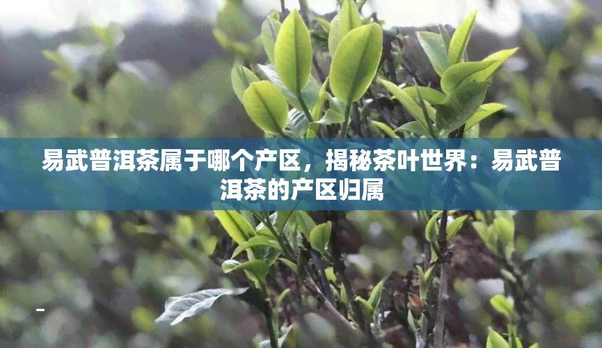 易武普洱茶属于哪个产区，揭秘茶叶世界：易武普洱茶的产区归属