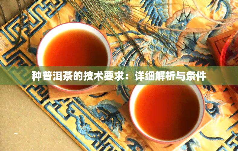 种普洱茶的技术要求：详细解析与条件