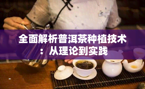 全面解析普洱茶种植技术：从理论到实践