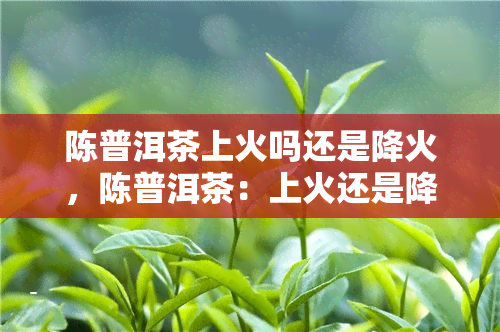 陈普洱茶上火吗还是降火，陈普洱茶：上火还是降火？