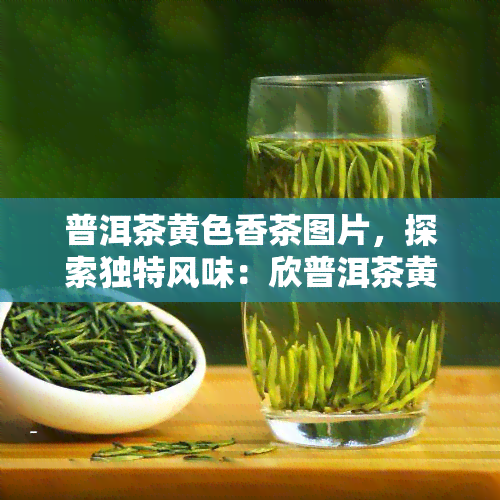 普洱茶黄色香茶图片，探索独特风味：欣普洱茶黄色香茶的美丽图片