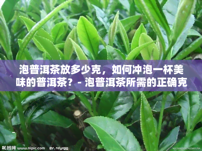 泡普洱茶放多少克，如何冲泡一杯美味的普洱茶？- 泡普洱茶所需的正确克数是多少？