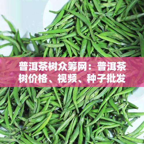 普洱茶树众筹网：普洱茶树价格、视频、种子批发价、市茶树、茶叶树图片与种类全览