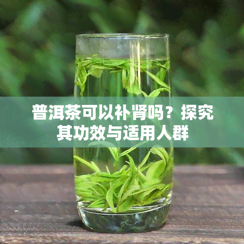 普洱茶可以补肾吗？探究其功效与适用人群