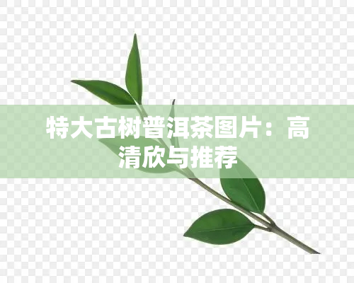 特大古树普洱茶图片：高清欣与推荐