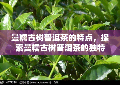 曼糯古树普洱茶的特点，探索曼糯古树普洱茶的独特魅力