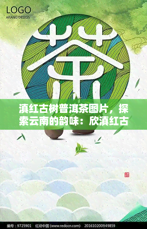 滇红古树普洱茶图片，探索云南的韵味：欣滇红古树普洱茶的独特图片