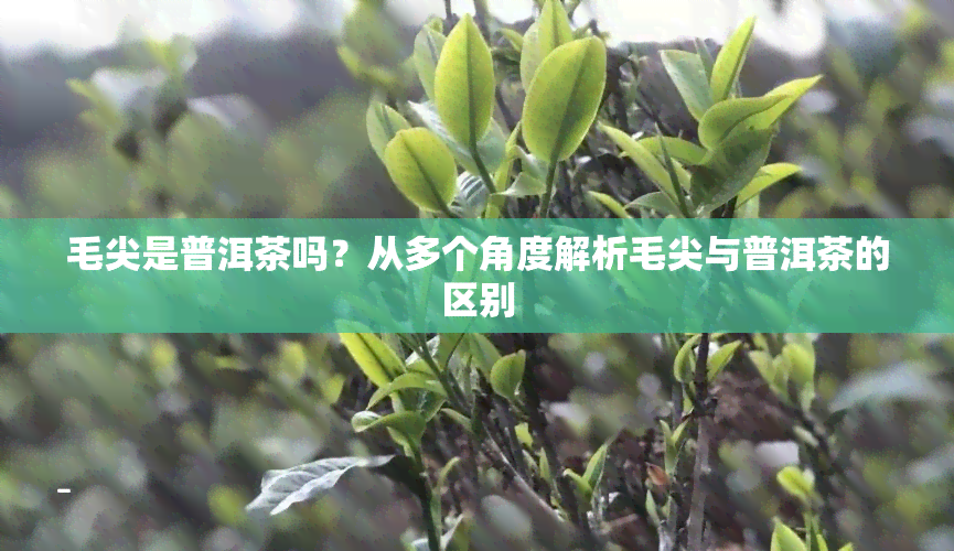 毛尖是普洱茶吗？从多个角度解析毛尖与普洱茶的区别