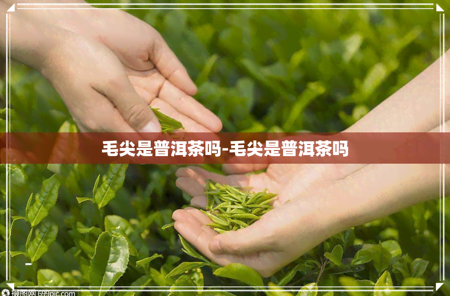 毛尖是普洱茶吗-毛尖是普洱茶吗