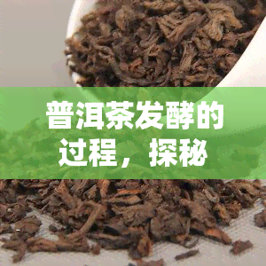 普洱茶发酵的过程，探秘普洱茶的神秘发酵过程