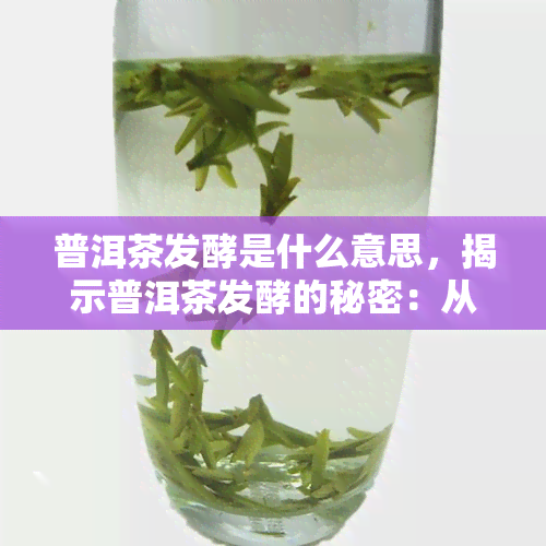 普洱茶发酵是什么意思，揭示普洱茶发酵的秘密：从叶到熟茶的奇妙过程