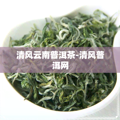 清风云南普洱茶-清风普洱网