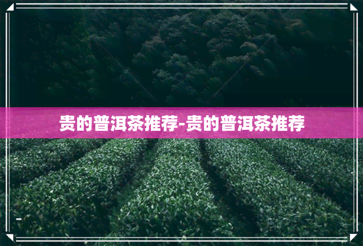 贵的普洱茶推荐-贵的普洱茶推荐