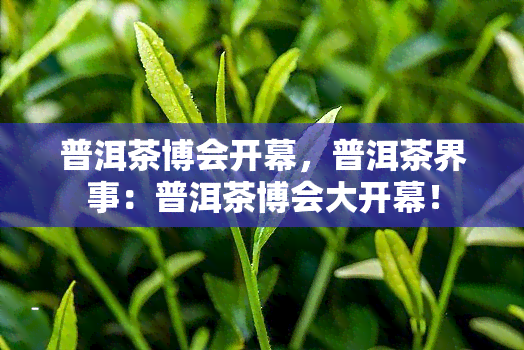 普洱茶博会开幕，普洱茶界事：普洱茶博会大开幕！