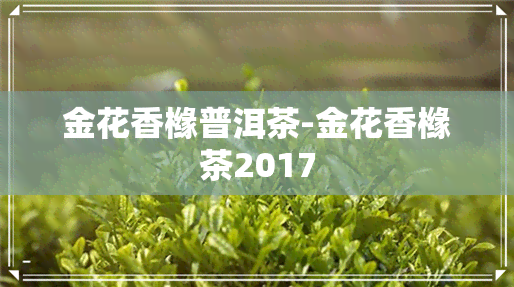 金花香橼普洱茶-金花香橼茶2017