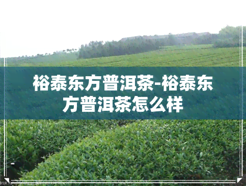 裕泰东方普洱茶-裕泰东方普洱茶怎么样