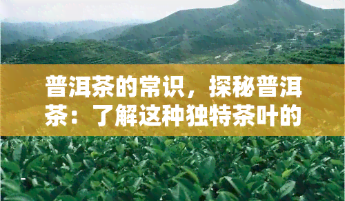 普洱茶的常识，探秘普洱茶：了解这种独特茶叶的基本知识和历