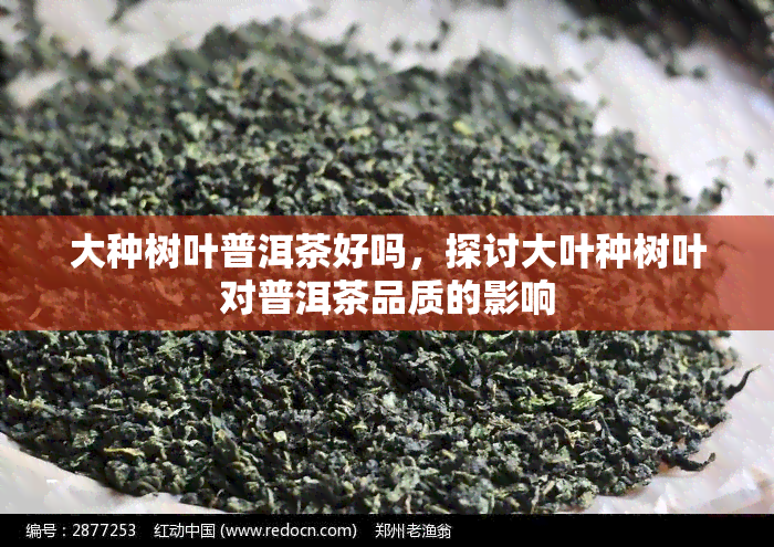 大种树叶普洱茶好吗，探讨大叶种树叶对普洱茶品质的影响