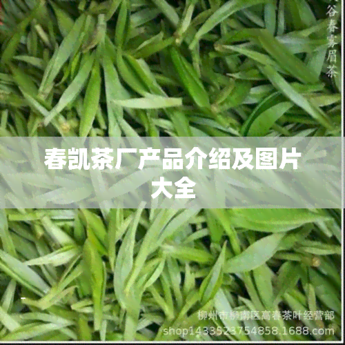 春凯茶厂产品介绍及图片大全