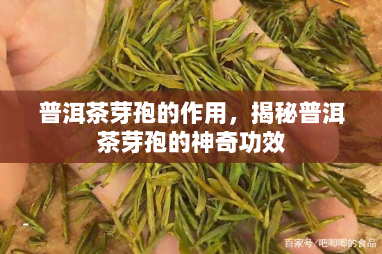 普洱茶芽孢的作用，揭秘普洱茶芽孢的神奇功效