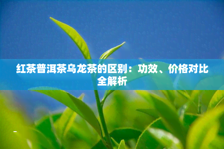 红茶普洱茶乌龙茶的区别：功效、价格对比全解析