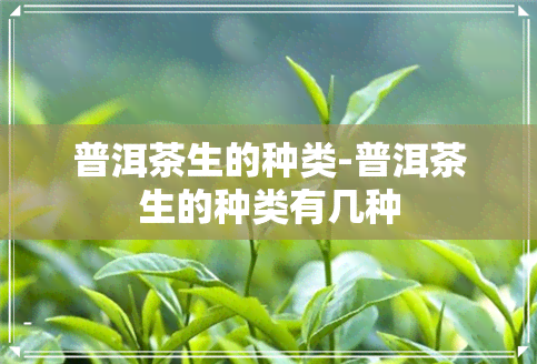 普洱茶生的种类-普洱茶生的种类有几种