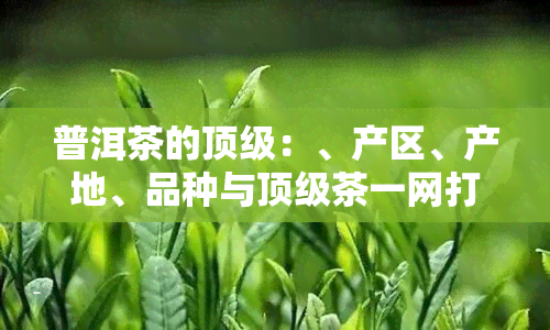 普洱茶的顶级：、产区、产地、品种与顶级茶一网打尽