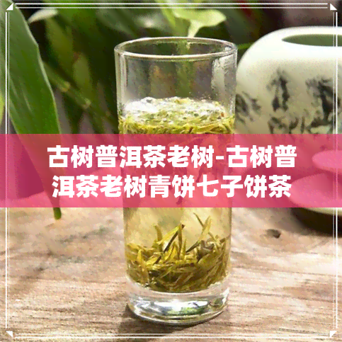 古树普洱茶老树-古树普洱茶老树青饼七子饼茶