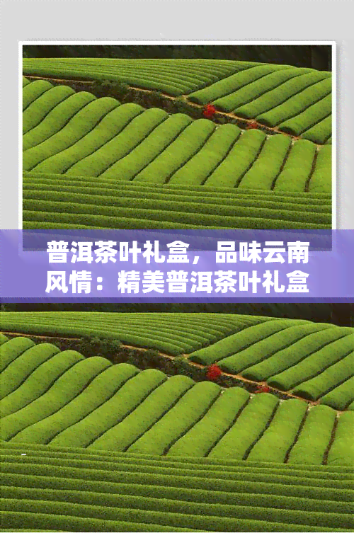 普洱茶叶礼盒，品味云南风情：精美普洱茶叶礼盒，送礼自用两相宜