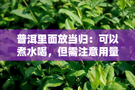 普洱里面放当归：可以煮水喝，但需注意用量与配