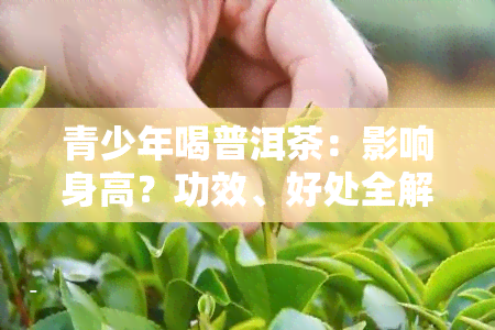 青少年喝普洱茶：影响身高？功效、好处全解析！