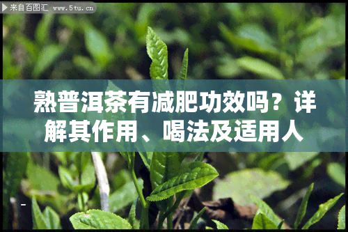 熟普洱茶有减肥功效吗？详解其作用、喝法及适用人群