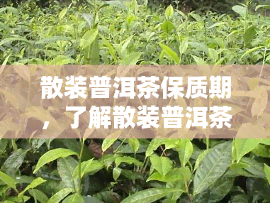 散装普洱茶保质期，了解散装普洱茶的保质期：如何正确存以保持品质？