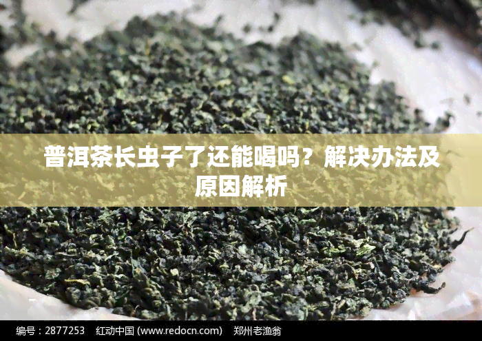 普洱茶长虫子了还能喝吗？解决办法及原因解析