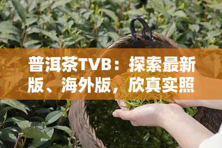 普洱茶TVB：探索最新版、海外版，欣真实照片，了解其提神效果