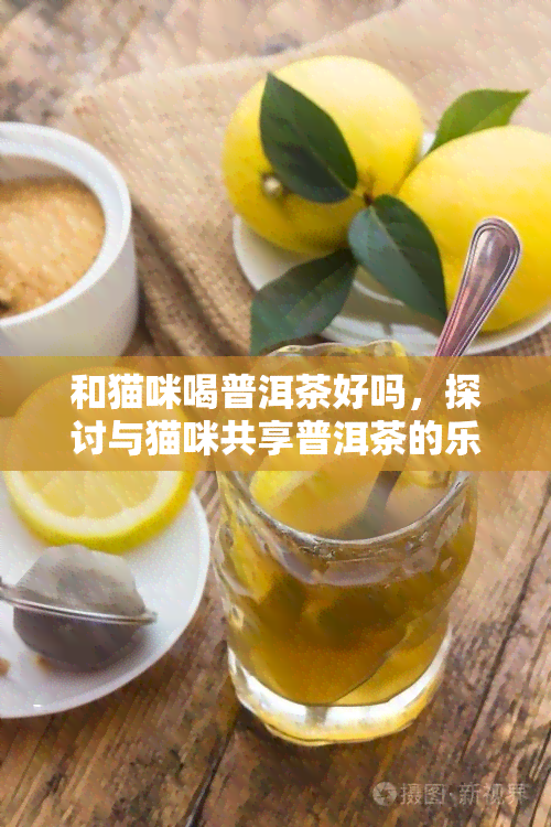 和猫咪喝普洱茶好吗，探讨与猫咪共享普洱茶的乐趣：适合吗？